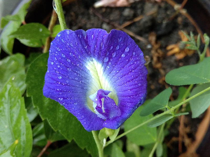 Neurocognitive benefits of shankhapushpi (Convolvulus pluricaulis) in chronic psychological stress